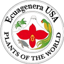 একুয়াজেনেরা