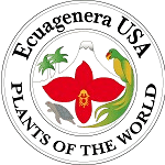 একুয়াজেনেরা একুয়াজেনেরা